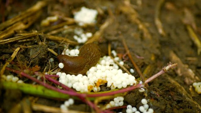 Slug spanish eggs nest hatchery hatch pest Arion vulgaris egg-laying white laying snail parasitizes moving garden, eating ripe plant crops. Invasive slug native Spain, parasitizes on leaf vegetables