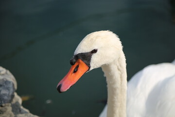 Beautiful swan on the shores of Lake Garda