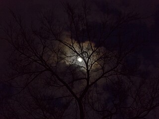 Moon Clouds Tree Dark