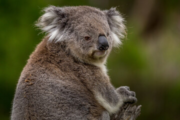 a koala perched on a branch in a forest along the Great Ocean Road, Victoria, Australia