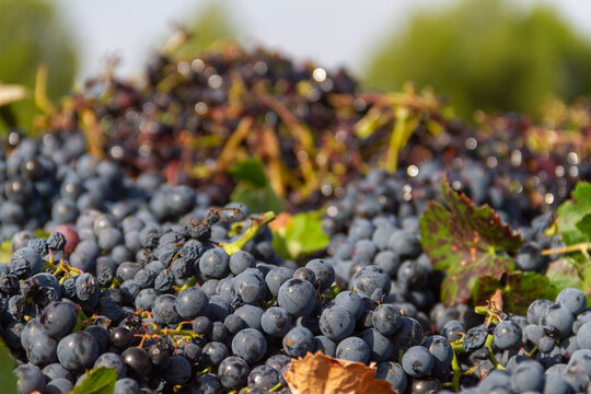 Grapes of the Bobal variety collected during the harvest in La Manchuela (Spain) on the truck ready to be unloaded at the winery