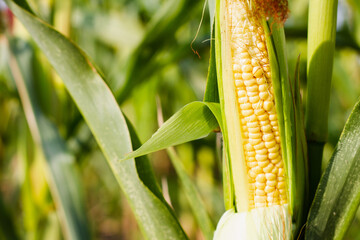 Ripe corn on the background of the beds. Selective focus. Photo banner. Autumn harvest concept.