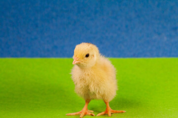 tiny quail chicks that just hatched from an egg