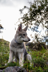Wolfdog puppy in grass