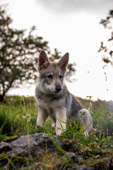 Wolfdog puppy in grass