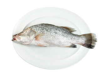 barramundi or seabass fish in dish isolated on white background ,include clipping path