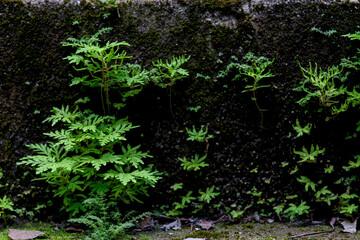   small green plants  on the old cement wall looks beautiful.