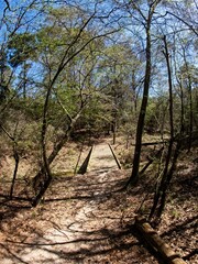 Wooden Bridge and Trail in Woods 1