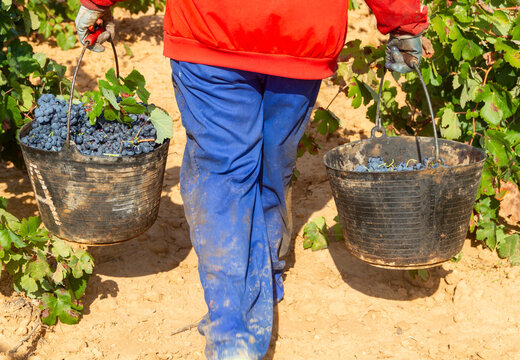 The grape harvester loads two cubes of the Bobal variety freshly cut from the vine in the La Manchuela area of ​​Fuentealbilla, Albacete (Spain)