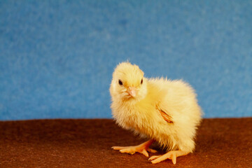 tiny quail chicks that just hatched from an egg