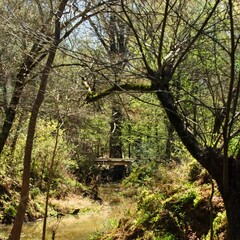 Wooden Bridge over Stream in Woods