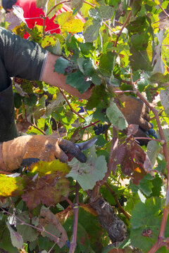 Harvester cuts the grape bunches of the Bobal variety of the strain in the area of ​​La Manchuela in Fuentealbilla, Albacete (Spain)