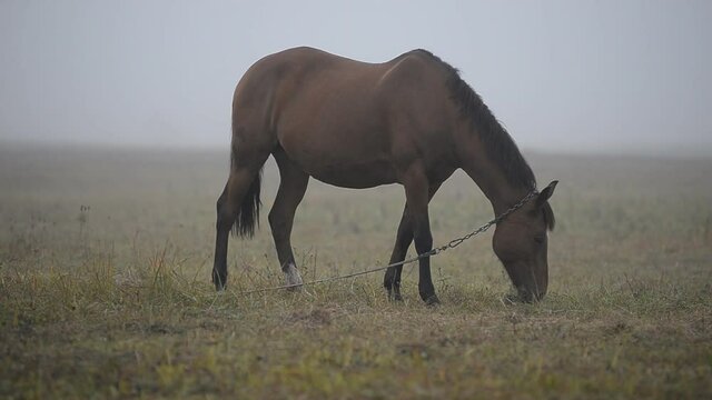 A beautiful brown horse grazes on a meadow in autumn on a foggy morning. On a foggy autumn morning, the horse is eating grass on the field.
