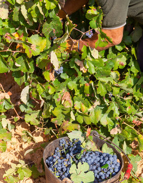 Harvester cuts the grape bunches of the Bobal variety of the strain in the area of ​​La Manchuela in Fuentealbilla, Albacete (Spain)