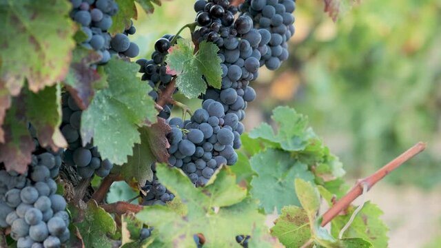 Plantation of vines in Europe, Spain. Close up beautiful bunches of ripe blue wine grapes with green leaves moving on wind. Warm autumn day, vineyard in sunset. 
