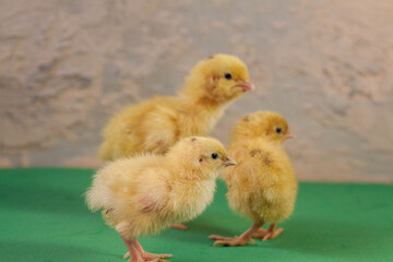 tiny quail chicks that just hatched from an egg