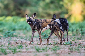 African wild dog playing in the dry riverbed of the Mkuze River in Zimanga Game Reserve in South Africa