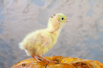tiny quail chicks that just hatched from an egg