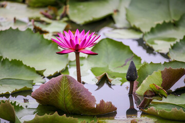 The beautiful lotus in the pond in the morning.