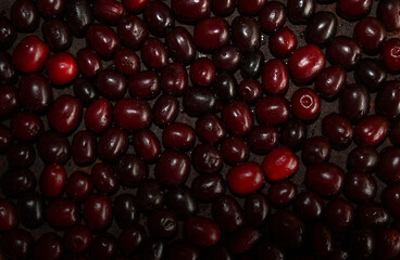 Dogwood background. Vitamin Bomb, a very useful berry for boosting immunity.