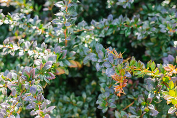 Green shrub close-up. Sunlight falls on the leaves.