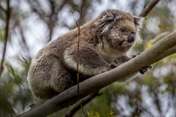 a koala perched on a branch in a forest along the Great Ocean Road, Victoria, Australia