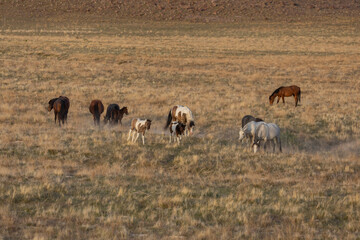 Wild Horses in the Utah Desert