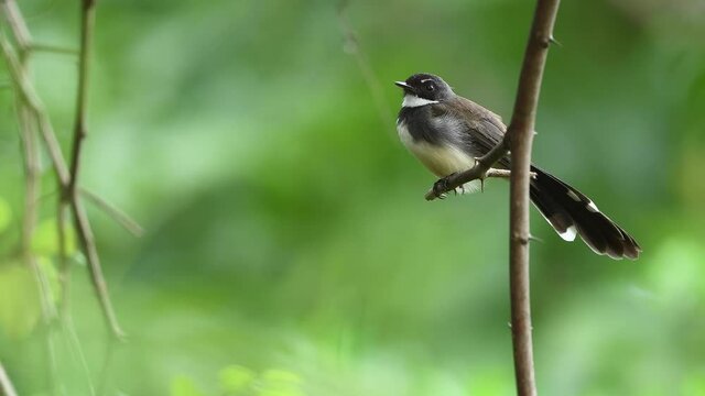 Malaysian Pied Fantail on branch