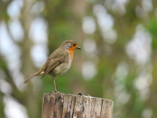 robin on a fence