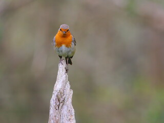 robin on a fence