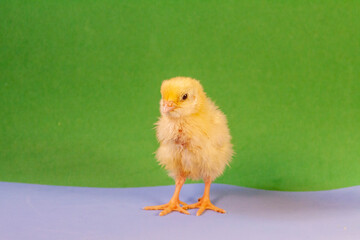 tiny quail chicks that just hatched from an egg