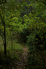 Fototapeta premium Woodland Path