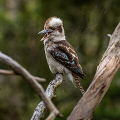 Laughing Kookaburra ( Dacelo novaeguineae) perched on a branch in the region of Melbourne (Australia)