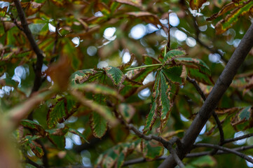 Chestnut leaves on the tree in autumn