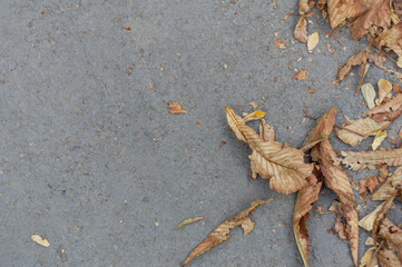 Asphalt road with autumn leaves top view