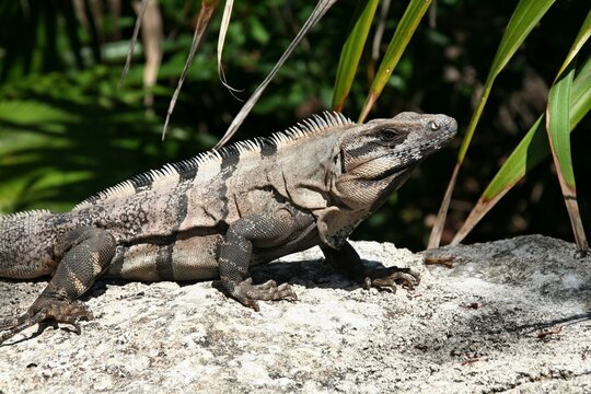 Iguana wygrzewająca się na kamieniu na tle zielonej roślinności w Meksyku