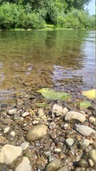stream in the forest