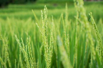 Fototapeta na wymiar closed up Green rice field