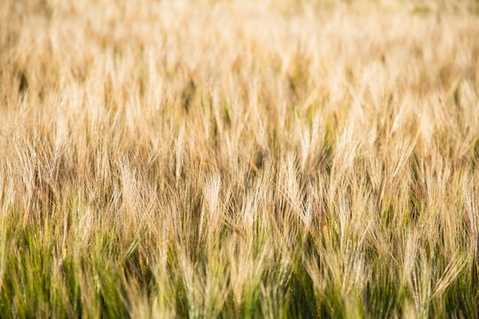 View of barley in field