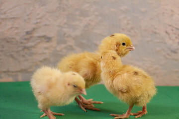 tiny quail chicks that just hatched from an egg