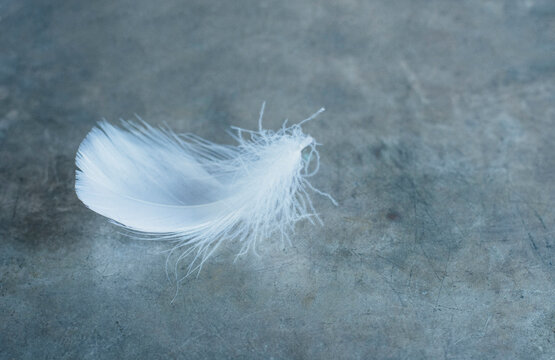 Studio shot of white bird's feather