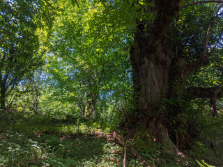 Obraz premium big tree roots and sunbeam in a green forest 