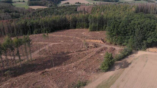 Flyover of a central european forest with lots of felled and dying trees on a sunny day. As the drone moves backwards, the camera pans upward. Big piles of tree trunks are visible.