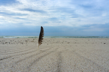 Bird's feather on the sea sand. Bird's feather on the sea coast.