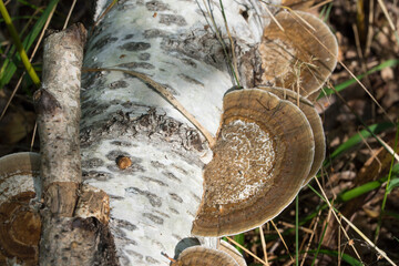 Daedaleopsis confragosa,  blushing bracket fungus on birch fallen tree