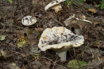 Lactifluus vellereus  fleecy milk cap