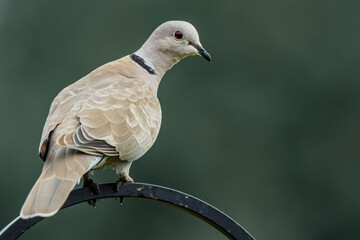 Eurasian Collared Dove A1R_9293