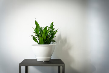 Studio shot of an indoor corn plant on a stand against white wall background for text
