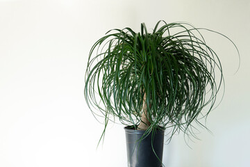 clean interior with stand and ponytail palm plant on empty white wall background for text