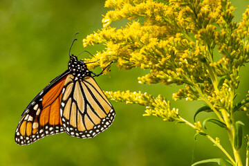 Monarch Butterfly Monarch Butterfly on Tall Goldenrod A1R_9244